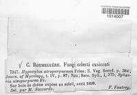 Nemania atropurpurea image